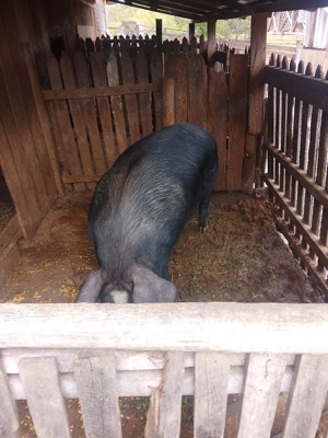 Vând porc are în jur de 230kg! - imagine 7