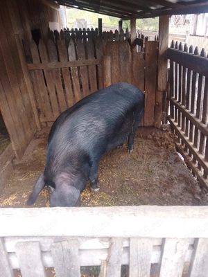 Vând porc are în jur de 230kg! - imagine 5