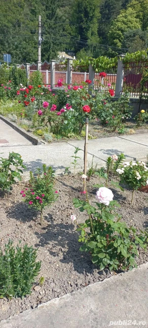 vând casă duplex  - imagine 10