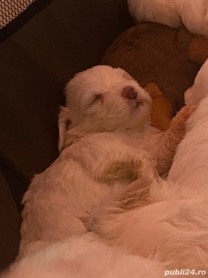 vanzare pui bishon malteze-mini toy