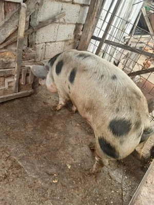 Vand porc crescut 100% bio 