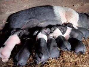 De vânzare scroafă cu purceii  - imagine 2  De vânzare scroafă cu purceii  - imagine 2