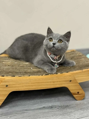 Fetiță British shorthair  - imagine 5