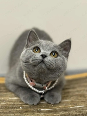 Fetiță British shorthair  - imagine 4
