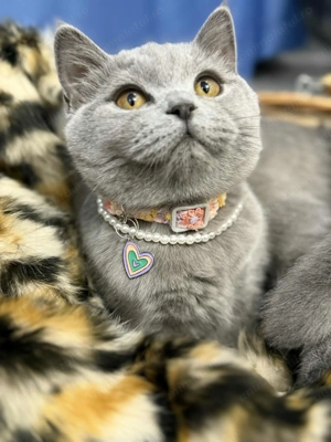 Fetiță British shorthair  - imagine 3