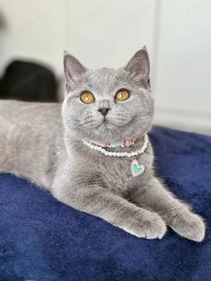 Fetiță British shorthair  - imagine 2