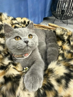 Fetiță British shorthair