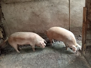 vînd 2porci