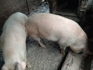 vînd 2porci - imagine 3