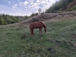 Armasar Pur Sange - imagine 4