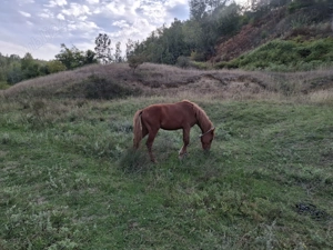 Armasar Pur Sange - imagine 3