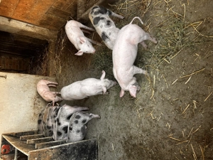 Vând 11 purcei de 8 saptamani  - imagine 3 Vând 11 purcei de 8 saptamani  - imagine 3