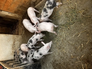 Vând 11 purcei de 8 saptamani 