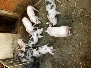 Vând 11 purcei de 8 saptamani  - imagine 2 Vând 11 purcei de 8 saptamani  - imagine 2