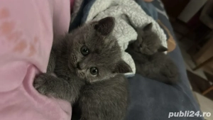 Pui british shorthair