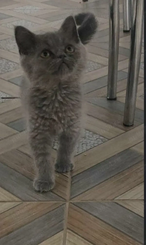 Motănel British Shorthair blue