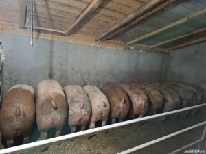 Porci de vânzare 170-250kg