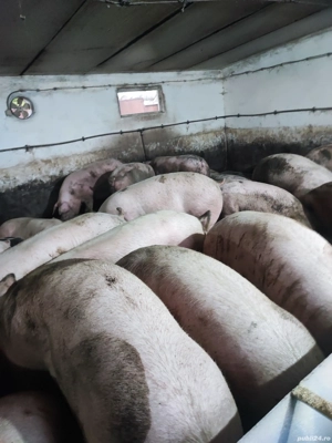 vind porci de carne - imagine 4 vind porci de carne - imagine 4