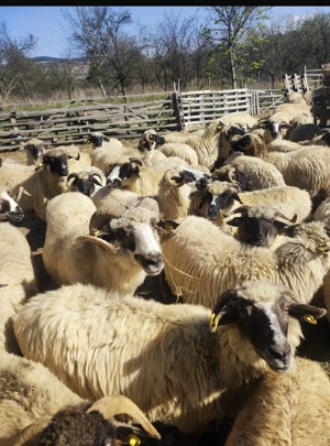 Oi de vânzare  - imagine 5 Oi de vânzare  - imagine 5