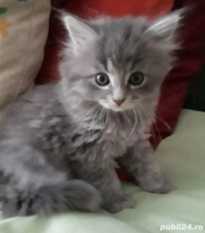 Norvegiană de Pădure 