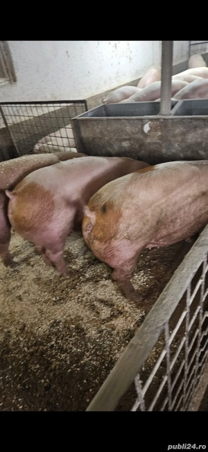 Vand porci rasa de carne - imagine 3