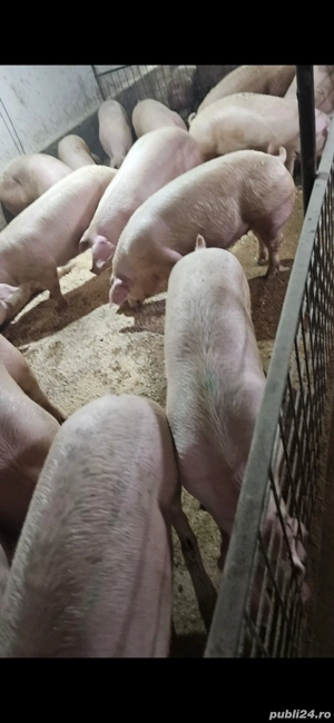 Vand porci rasa de carne - imagine 2