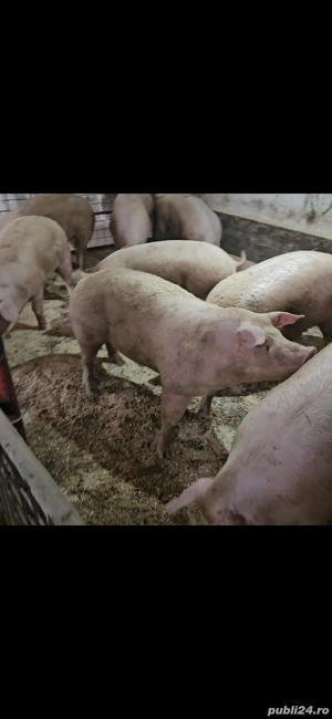 Vand porci rasa de carne