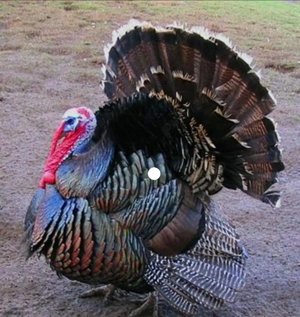 Se vinde curcani , ultimii 4 - imagine 2