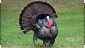 Se vinde curcani , ultimii 4