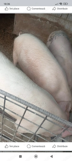 Porci de carne și Petreni  - imagine 4