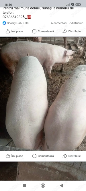 Porci de carne și Petreni  - imagine 2