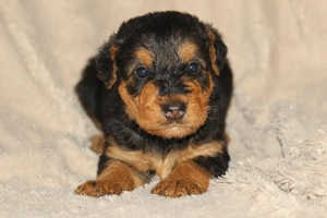 catei airedale terrier