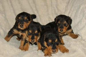 catei airedale terrier - imagine 3