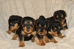 catei airedale terrier - imagine 2