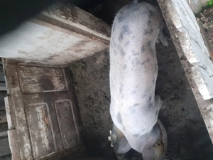 Purcica de vanzare - imagine 4