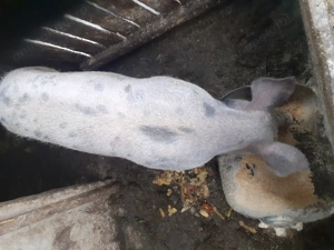 Purcica de vanzare - imagine 2