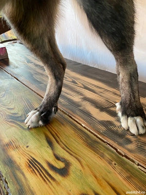 Femela 4 luni. - imagine 3 Femela 4 luni. - imagine 3