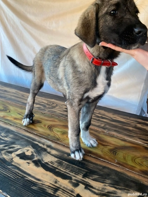 Femela 4 luni. - imagine 2 Femela 4 luni. - imagine 2