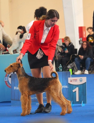 catei airedale terrier - imagine 5