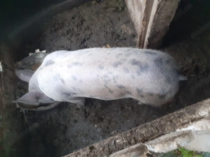 Purcica de vanzare - imagine 3