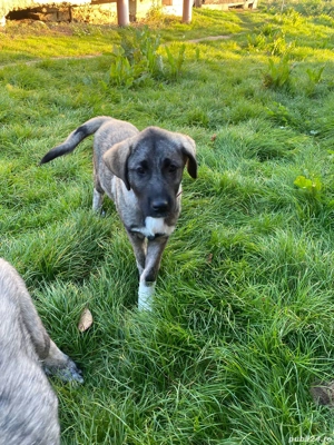 Femela 4 luni. - imagine 5 Femela 4 luni. - imagine 5