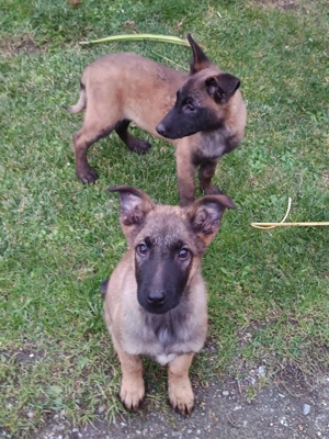 Pui belgian malinois - imagine 2