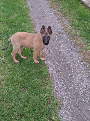 Pui belgian malinois
