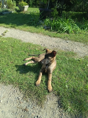 Pui belgian malinois - imagine 4