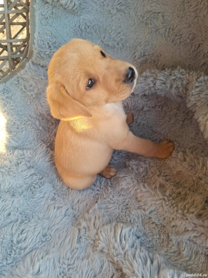 catei labrador  - imagine 4 catei labrador  - imagine 4