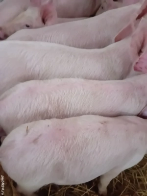 purcei pik 9 săptămâni 220 lei