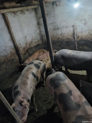 vind porci de carne - imagine 5 vind porci de carne - imagine 5