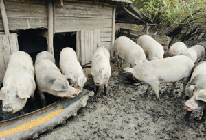 Vând porci grași  - imagine 3