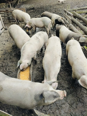 Vând porci grași  - imagine 5