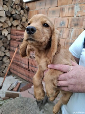 cocker spaniel 